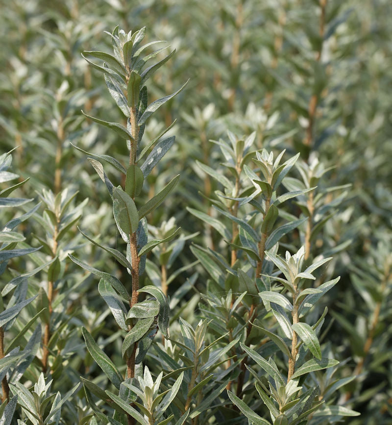  Männlicher Zwerg Sanddorn Hikul 30-40cm - Hippophae Rhamnoides