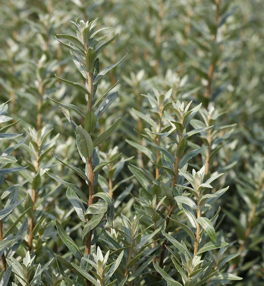  Männlicher Zwerg Sanddorn Hikul 30-40cm - Hippophae Rhamnoides