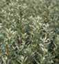  Männlicher Zwerg Sanddorn Hikul 30-40cm - Hippophae Rhamnoides