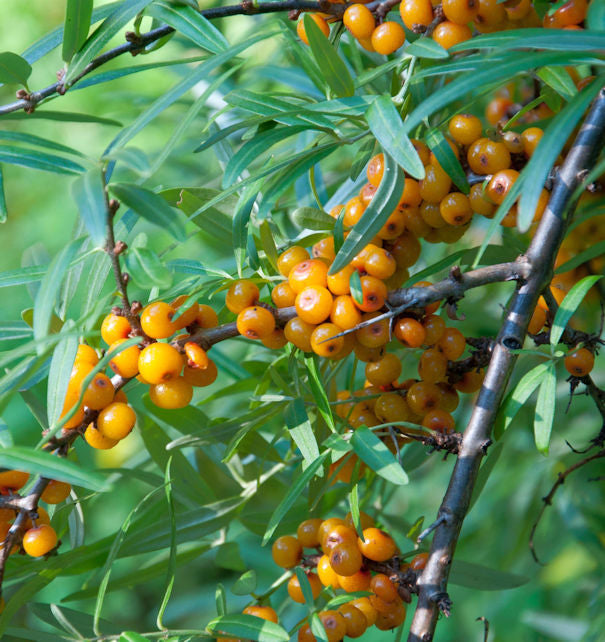  Sanddorn 30-40cm - Hippophae Rhamnoides