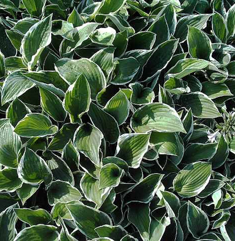  Funkie Francee - Hosta Fortunei