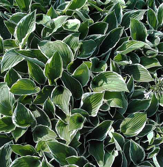  Funkie Francee - Hosta Fortunei
