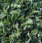  Funkie Francee - Hosta Fortunei