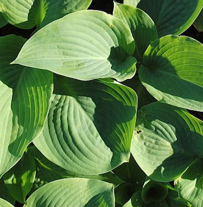  Grünblattfunkie Blue Mammoth - Hosta Sieboldiana
