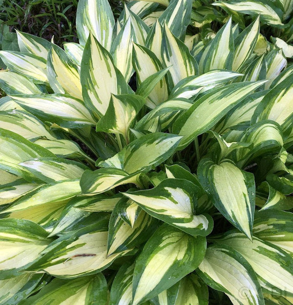 Funkie Cherry Berry - Hosta Hybrid