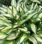  Funkie Cherry Berry - Hosta Hybrid