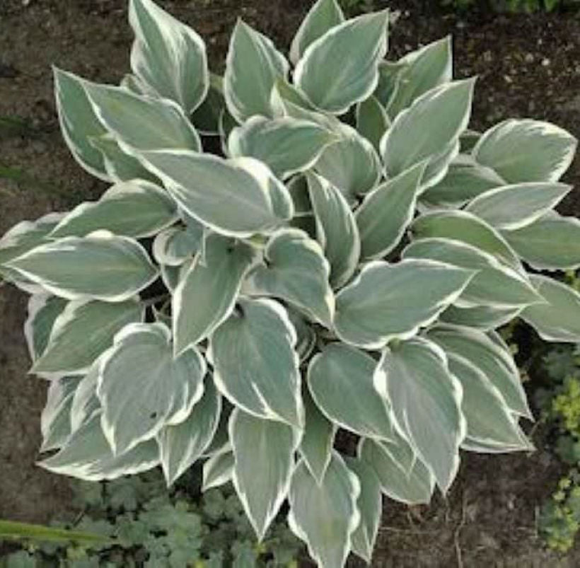  Graublattfunkie El Nino - Hosta Tardiana
