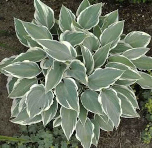  Graublattfunkie El Nino - Hosta Tardiana