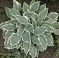  Graublattfunkie El Nino - Hosta Tardiana