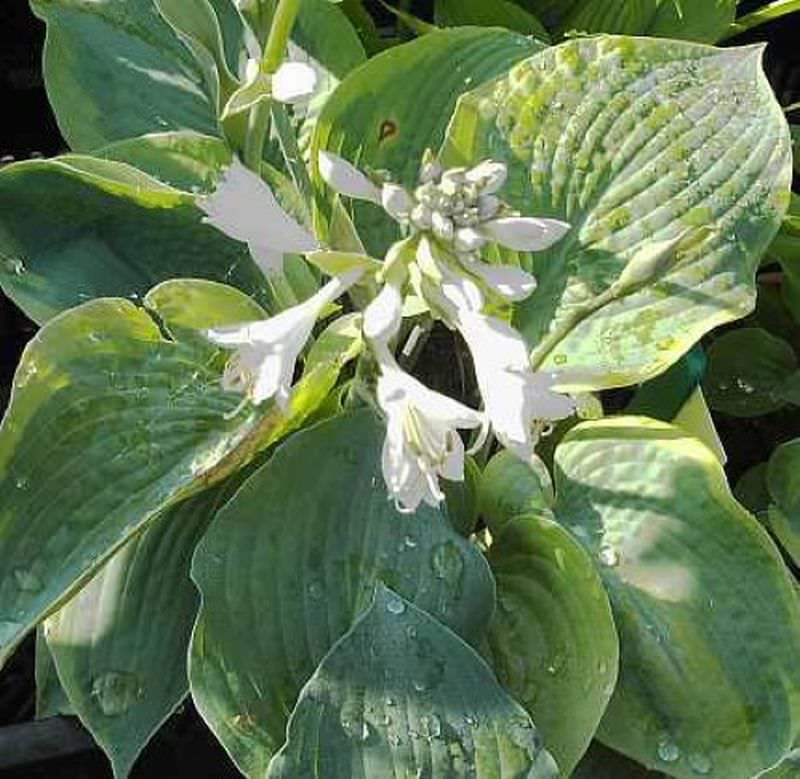  Grünblattfunkie Wide Brim - XXXL Topf - Hosta Sieboldiana