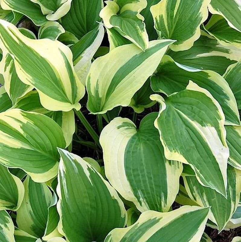  Funkie Antioch - Hosta Cultorum
