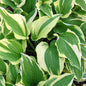  Funkie Antioch - Hosta Cultorum