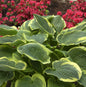  Funkie Autumn Frost - Großer Topf - Hosta Cultorum