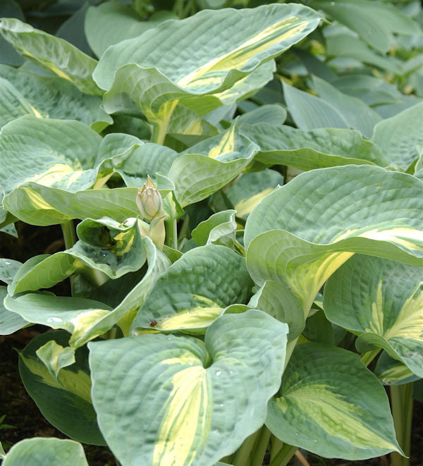  Grünblattfunkie Great Expectations - Hosta Cultorum