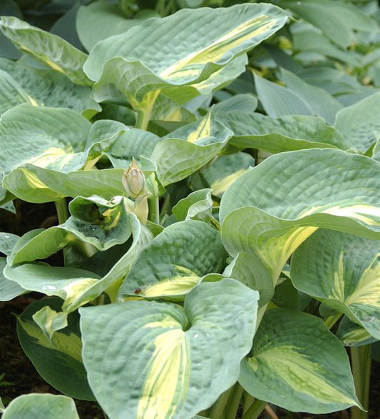  Grünblattfunkie Great Expectations - Hosta Cultorum