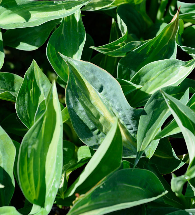  Funkie Jurassic Park - Hosta Cultorum