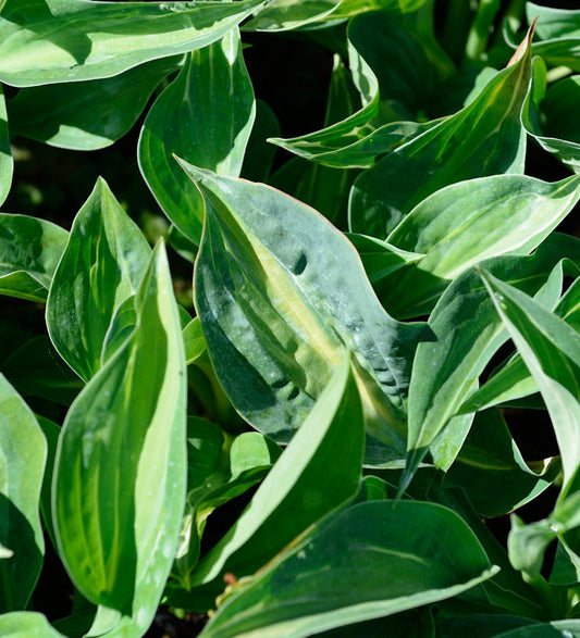  Funkie Jurassic Park - Hosta Cultorum