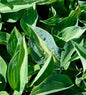  Funkie Jurassic Park - Hosta Cultorum