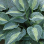  Funkie Kiwi Full Monty - Hosta Cultorum