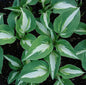  Funkie Night Before Christmas - Hosta Cultorum