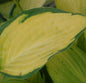  Funkie Pauls Glory - Großer Topf - Hosta Cultorum