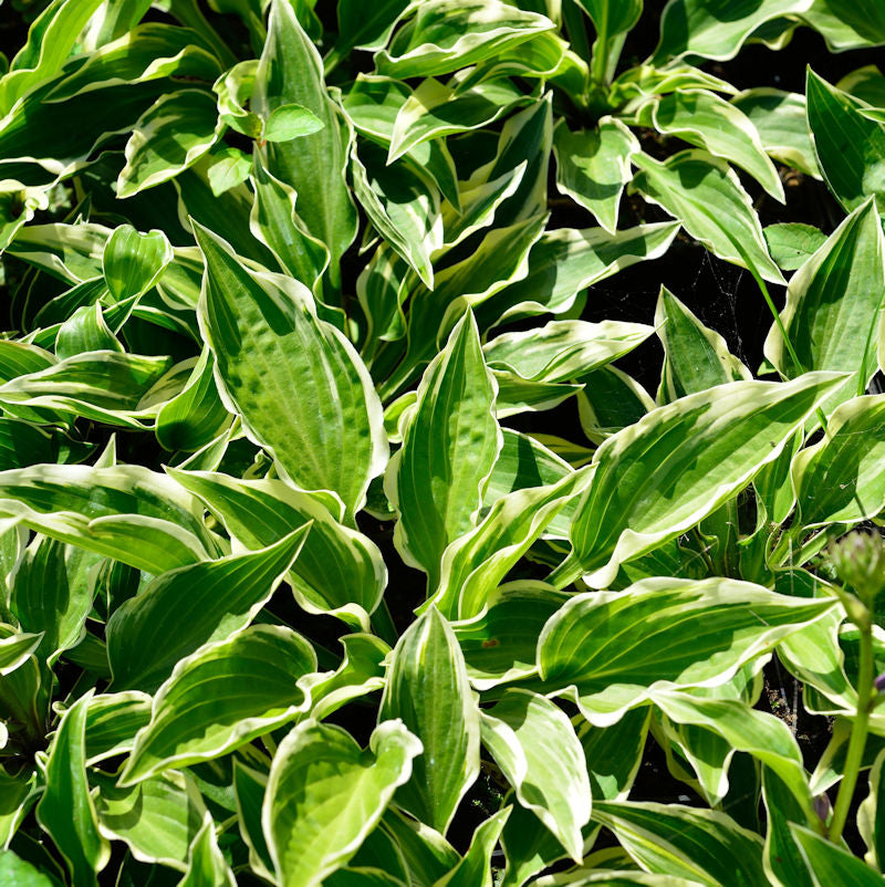  Funkie Shade Finale - Hosta Cultorum