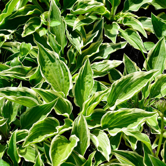  Funkie Shade Finale - Hosta Cultorum