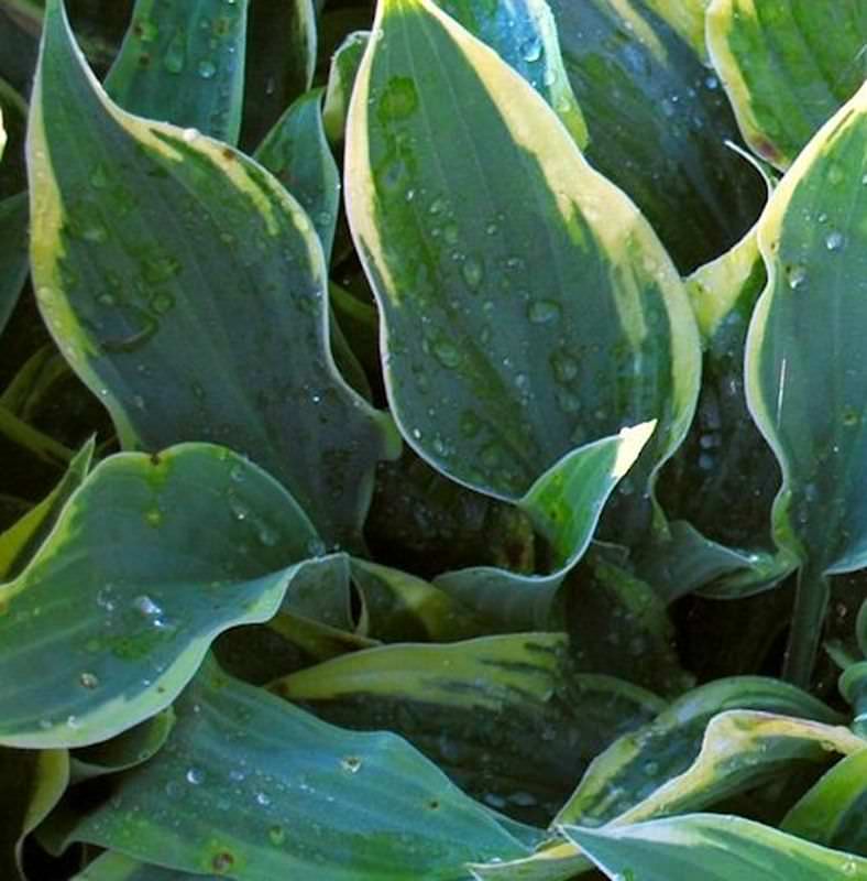  Funkie Wolverine - Hosta Cultorum