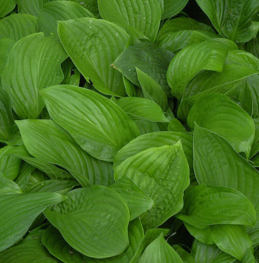  Funkie - Hosta Elata
