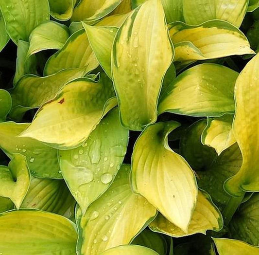  Funkie Gold Standard - Großer Topf - Hosta Fortunei