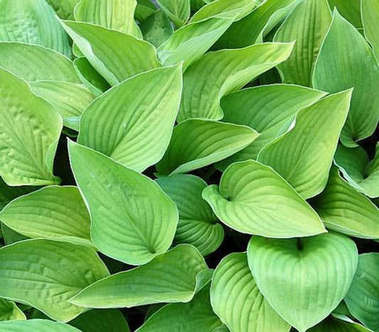  Funkie Hyacinthina - Hosta Fortunei