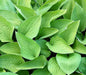  Funkie Hyacinthina - Hosta Fortunei