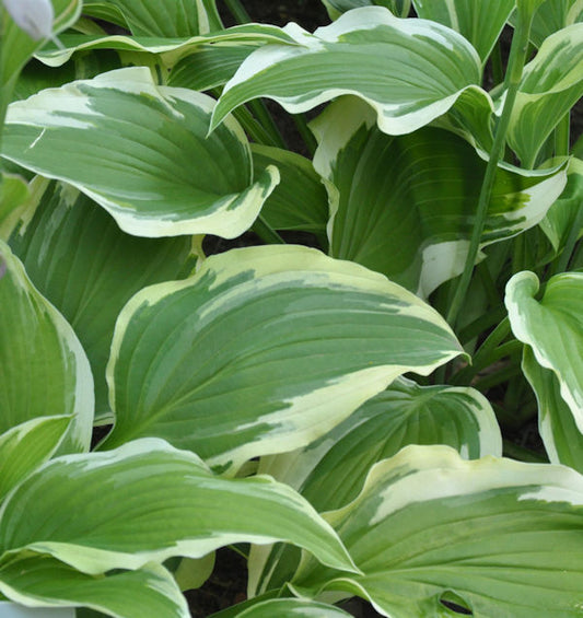  Funkie Moerheim - Hosta Fortunei