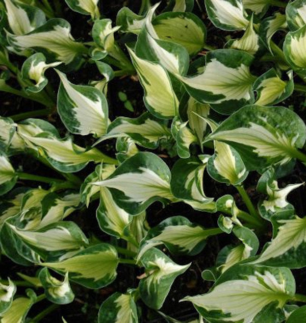  Funkie Whirlwind - Großer Topf - Hosta Fortunei