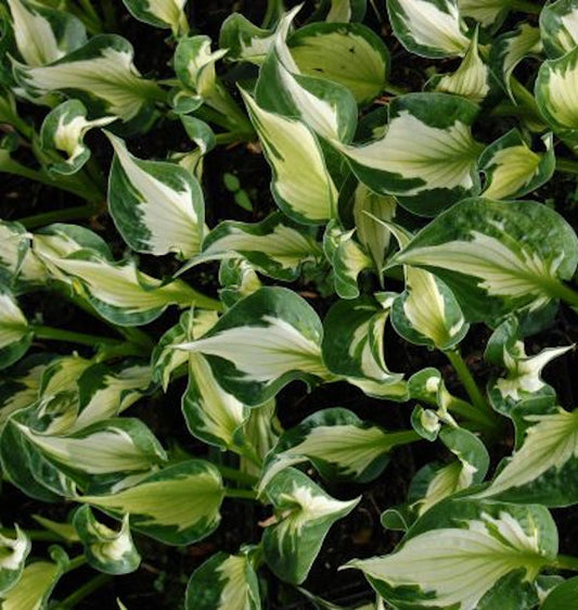  Funkie Whirlwind - Großer Topf - Hosta Fortunei