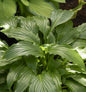  Kranichschnabel Funkie - Hosta Kikutii