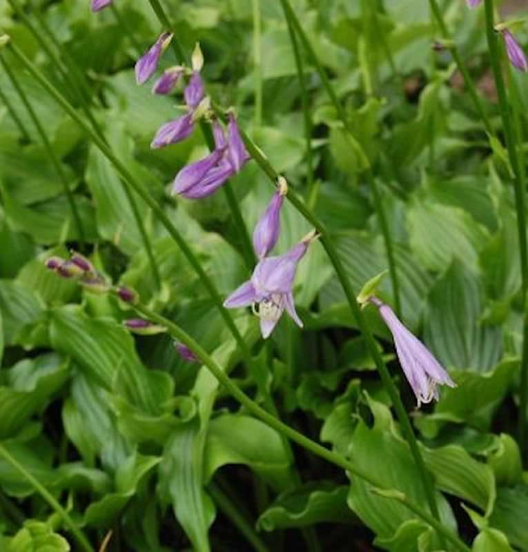  Lanzenblattfunkie - Hosta Lancifolia