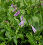  Lanzenblattfunkie - Hosta Lancifolia