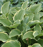  Funkie Regal Splendour - Hosta Nigrescens