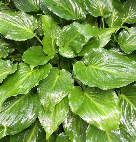  Grünblattfunkie Invincible - Hosta Plantaginea