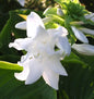 Grünblattfunkie Aphrodite - Hosta Plantaginea