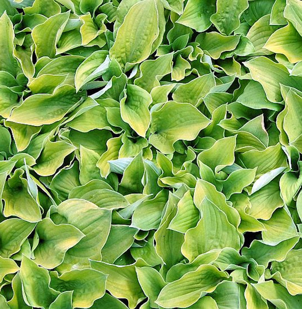  Grünblattfunkie August Moon - Großer Topf - Hosta Sieboldiana