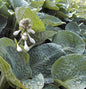  Grünblattfunkie Big Daddy - Hosta Sieboldiana