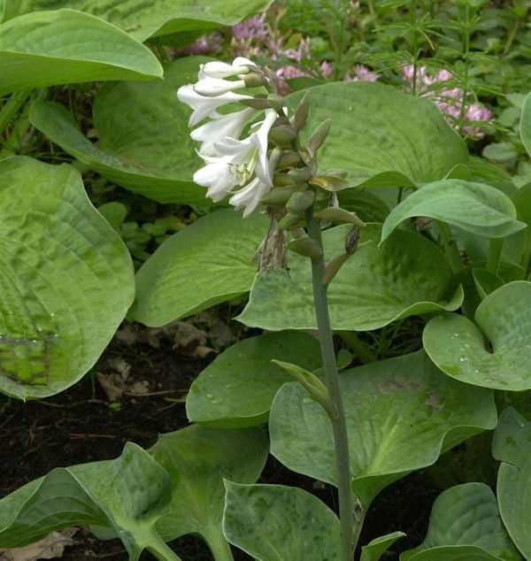  Grünblattfunkie Elegans - Großer Topf - Hosta Sieboldiana