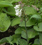  Grünblattfunkie Elegans - Großer Topf - Hosta Sieboldiana