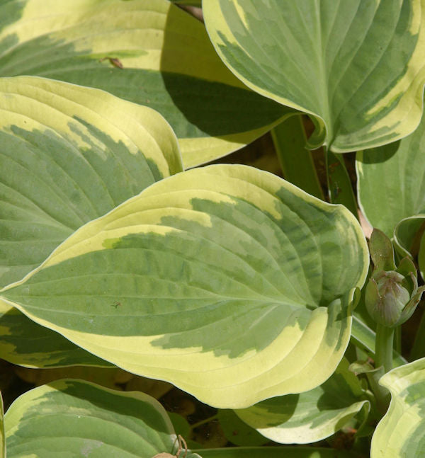  Grünblattfunkie Mamma Mia - Hosta Sieboldiana