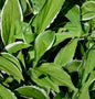  Schmalblattfunkie Ginko Craig - Hosta Sieboldii