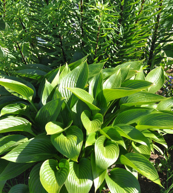  Graublattfunkie Devon Green - Hosta Tardiana
