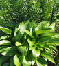  Graublattfunkie Devon Green - Hosta Tardiana