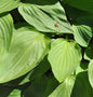  Graublattfunkie Dr. Simon - Hosta Tardiana